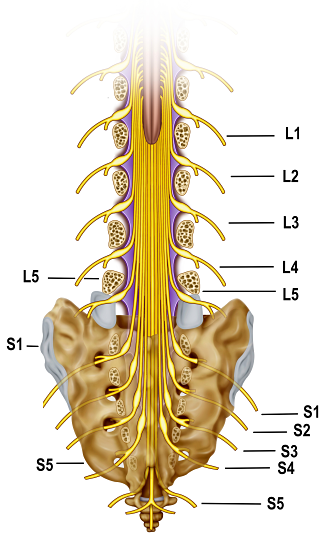 Nerve Stimulation
